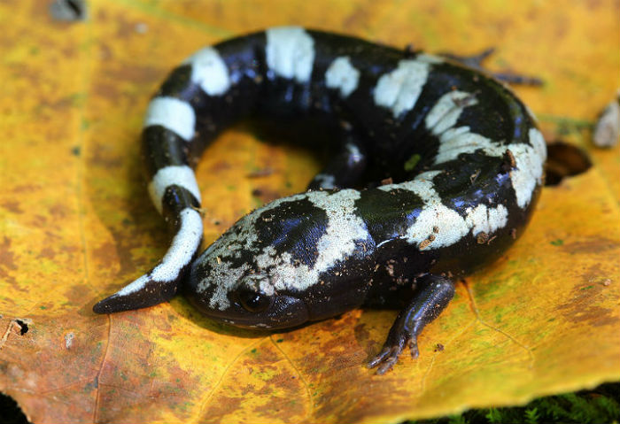 Marbled Salamander